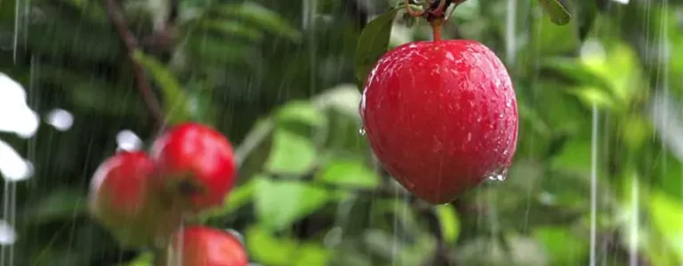 Lluvia Afecta Frutas