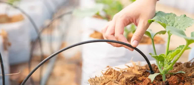 Verificación de Riego